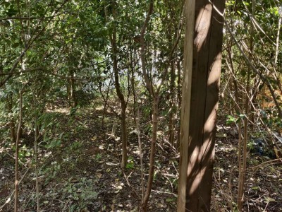 碧水山庄 独栋大别墅 300平一圈大花园 性价比高