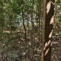 碧水山庄 独栋大别墅 300平一圈大花园 性价比高